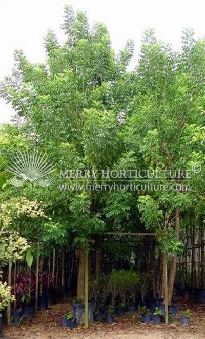 Arfeuillea arborescens (Hop tree)